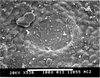 Media type: image; Herpetology R-24236